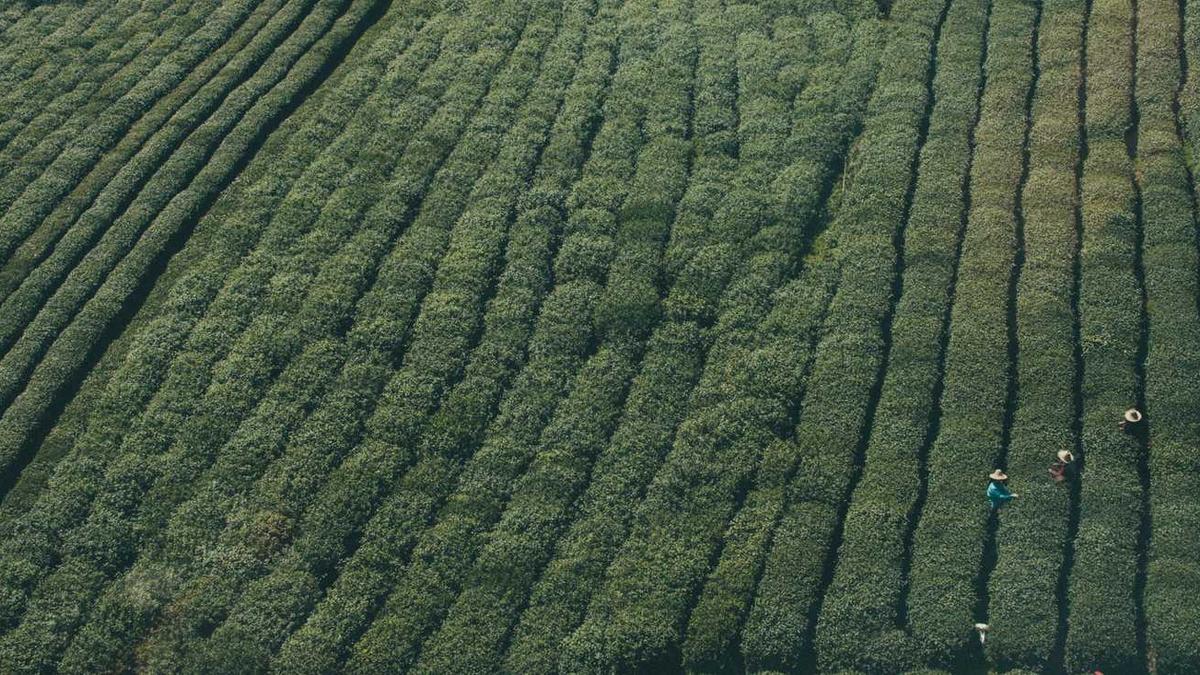 外研版小学英语(三年级起点)五年级上册Module3 Unit1 教学课件