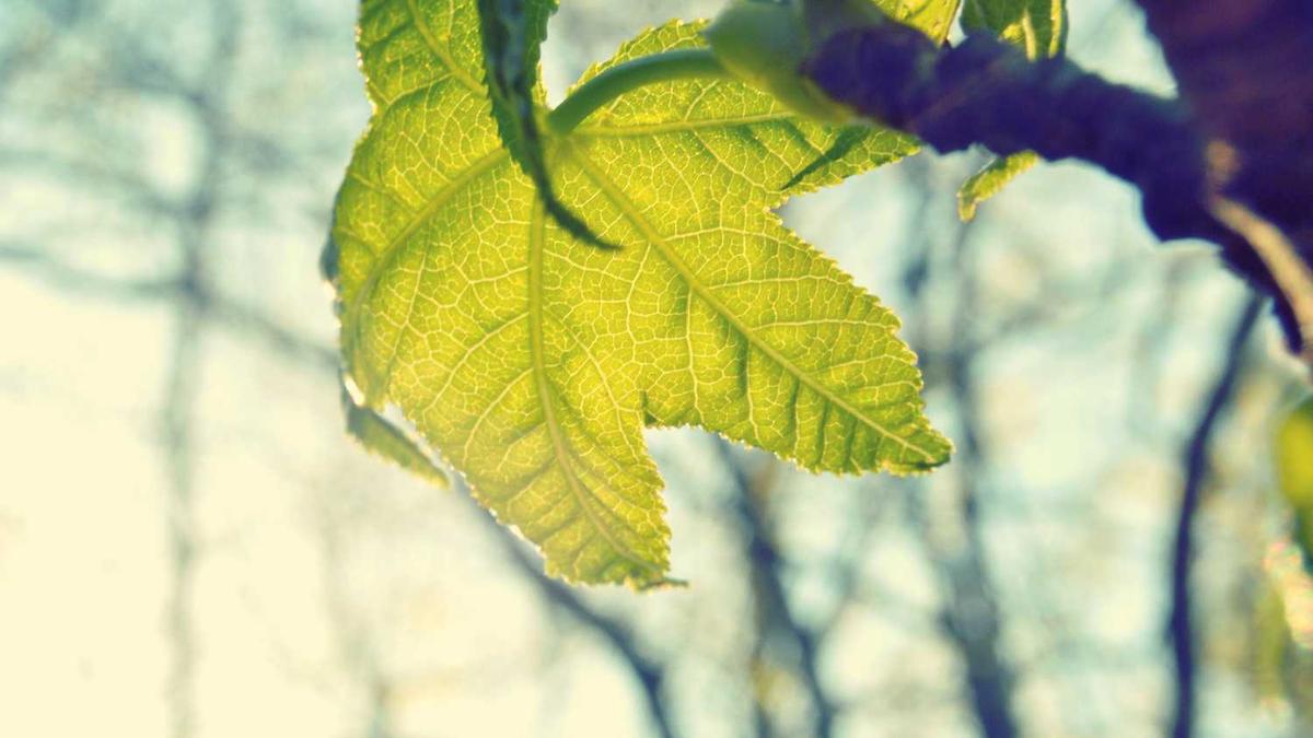 一句话总结张家界 总结张家界的话