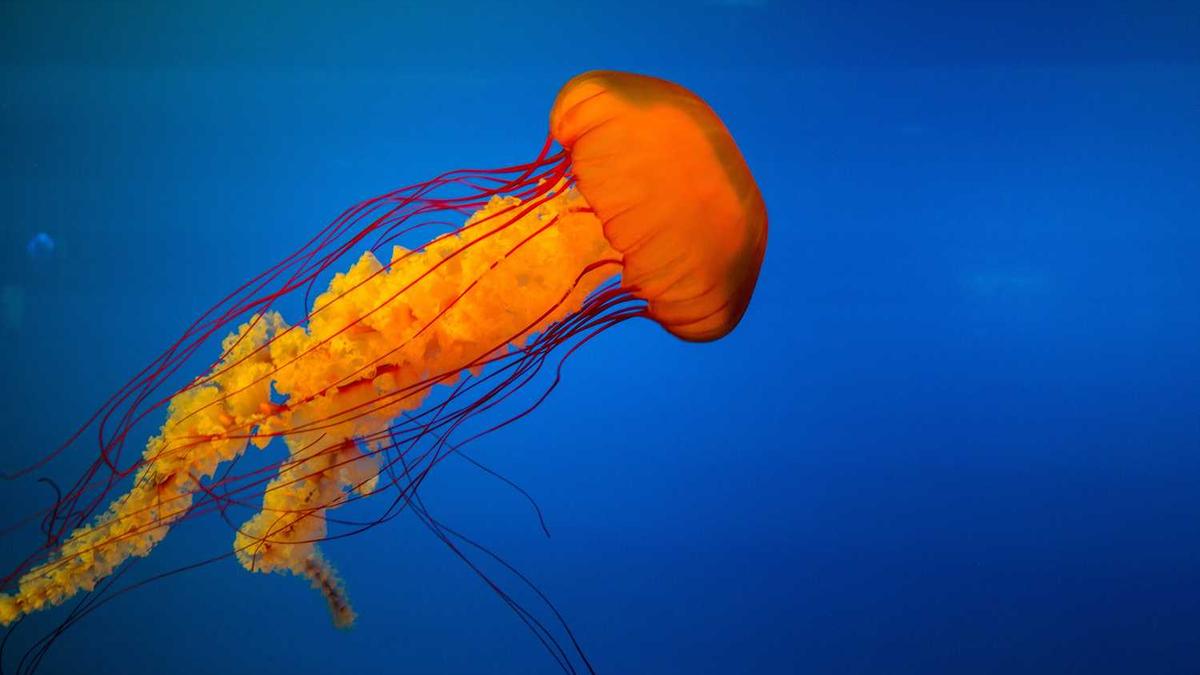 湖北黄冈建筑信号司索工证怎么年审?