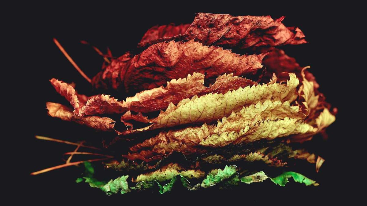 五指山上人中人是什么生肖?