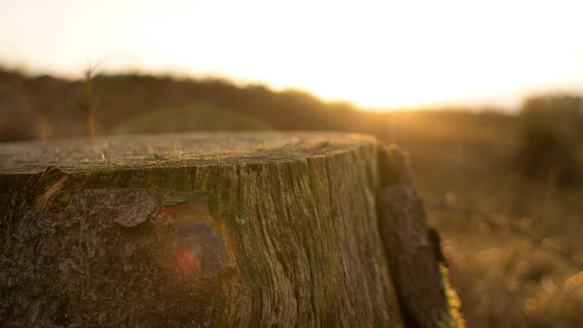 我想要张杰、魏晨的所有资料,谢谢啦~
