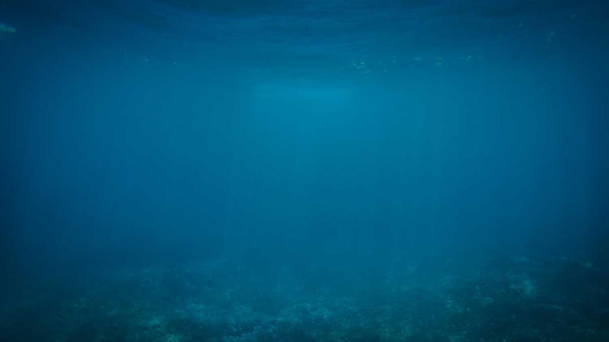 喝白茶的利弊 喝白茶的好处和坏处