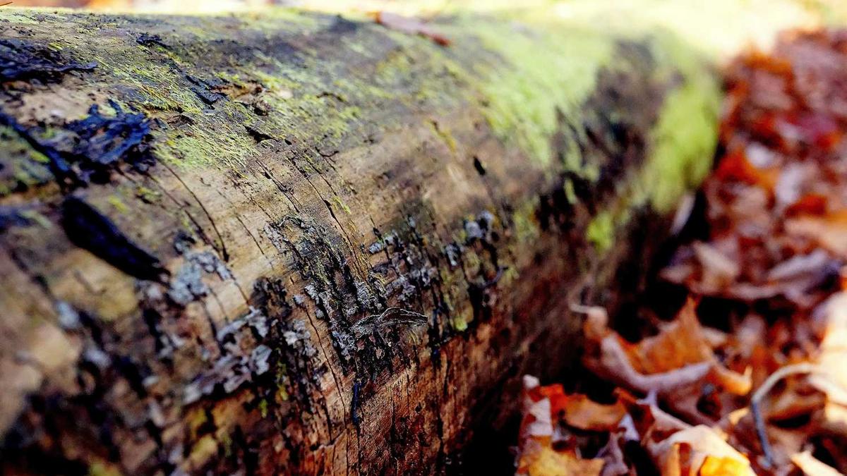 白茶对人体的好处和坏处