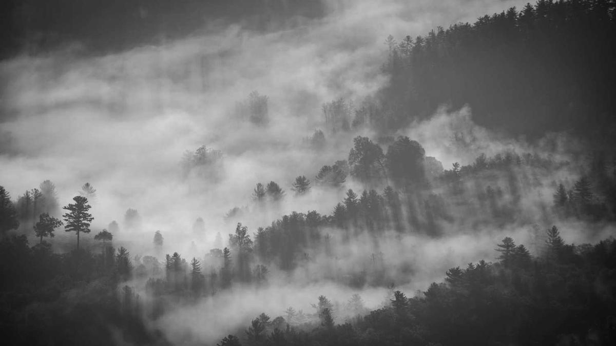 大雁为什么要向南飞?