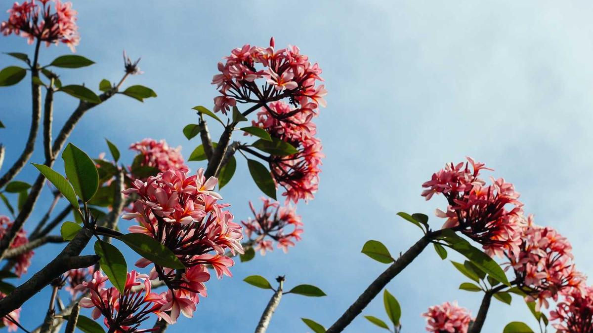 飞聊怎么打开向我推荐好友的设置?