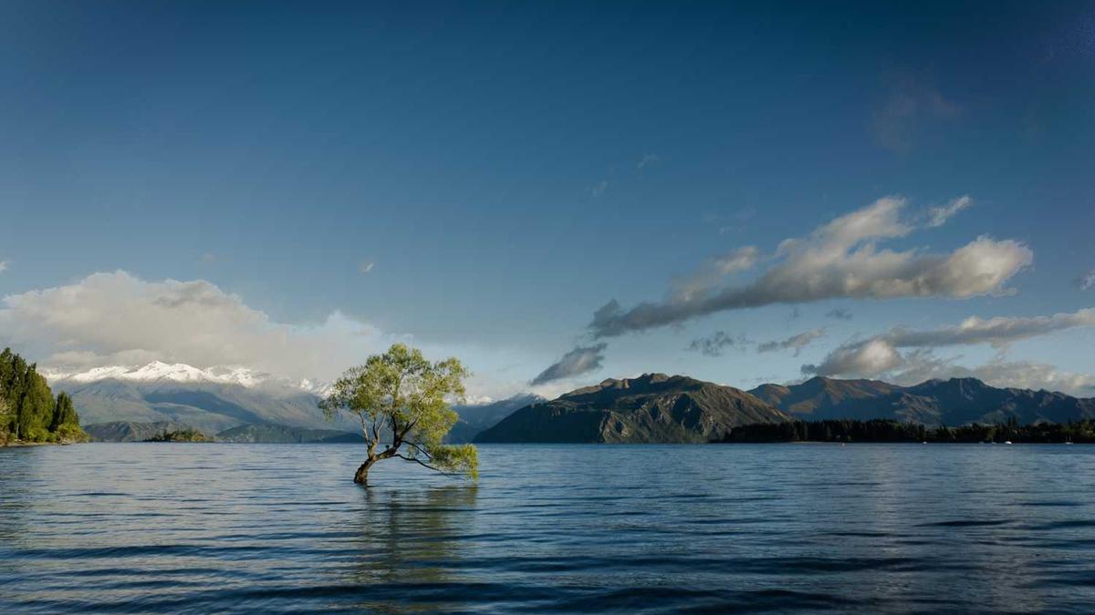 普洱茶的养生功效与作用
